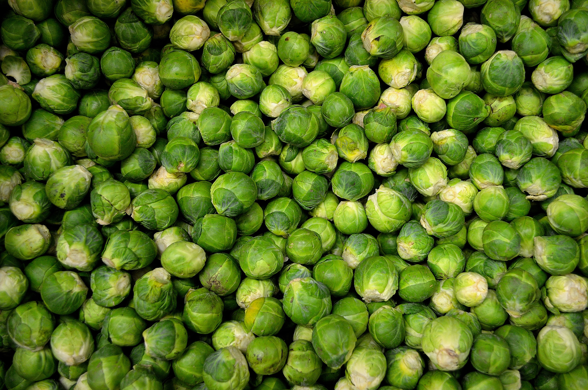 sprouts small food free photo