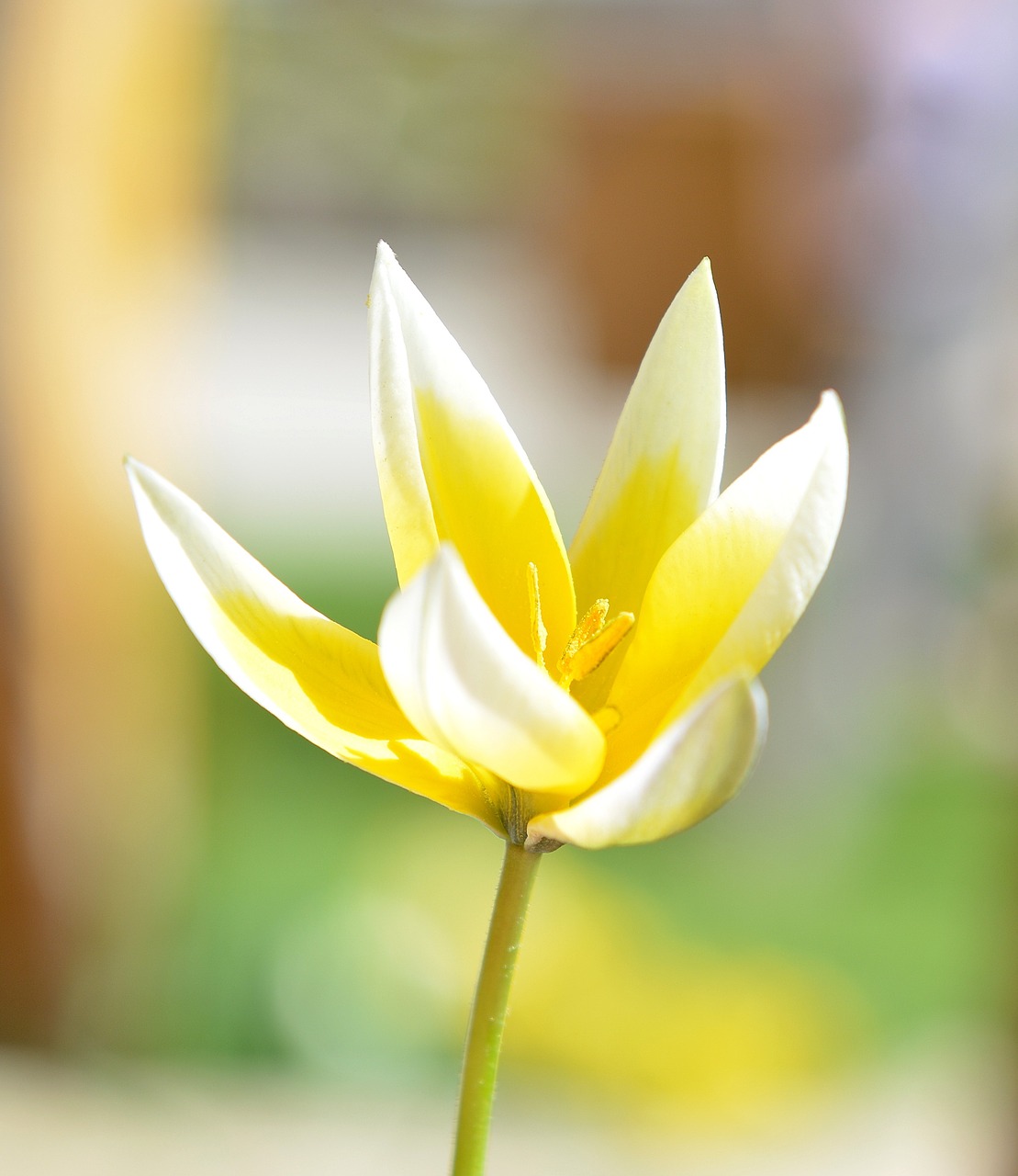 small star tulip star tulip flower free photo