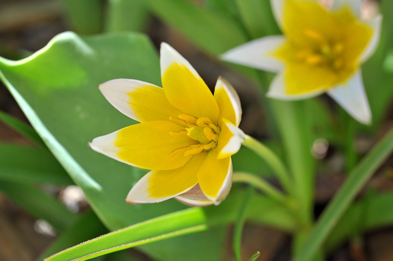 small star tulip yellow-white flower free photo