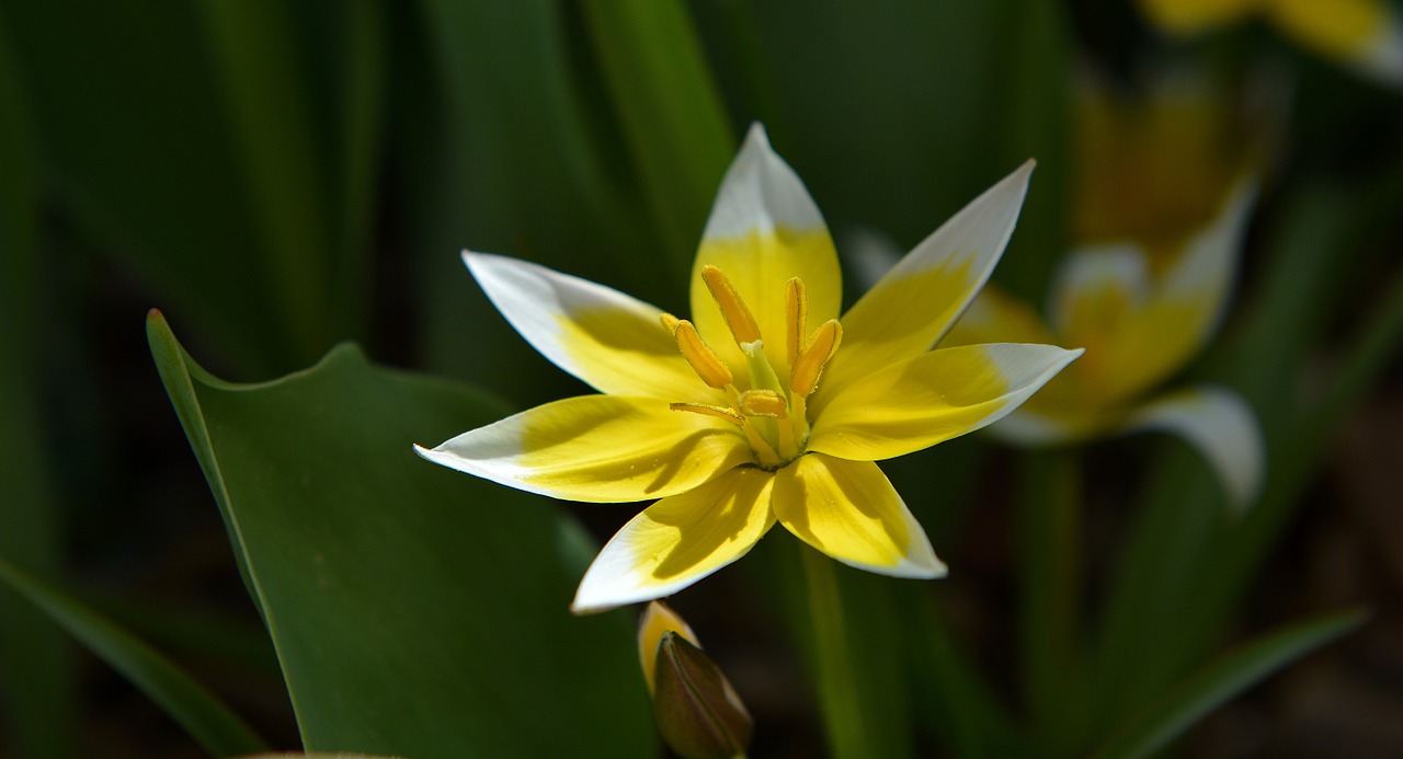 small star tulip star tulip flower free photo