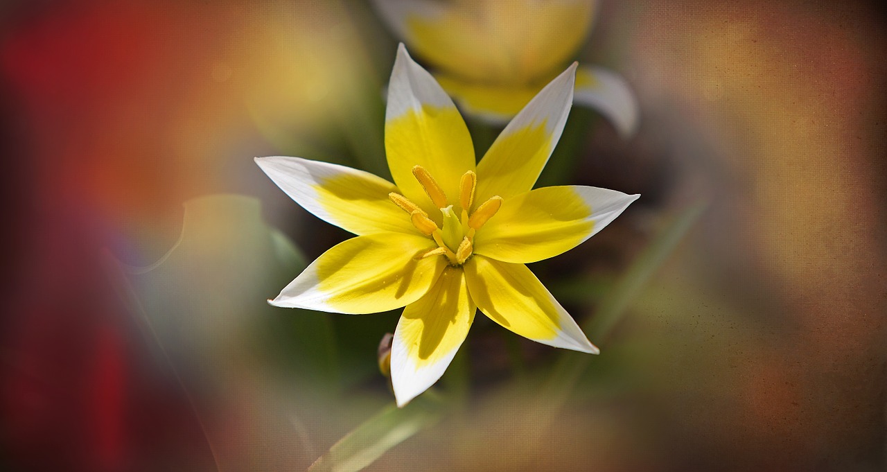 small star tulip star tulip flower free photo