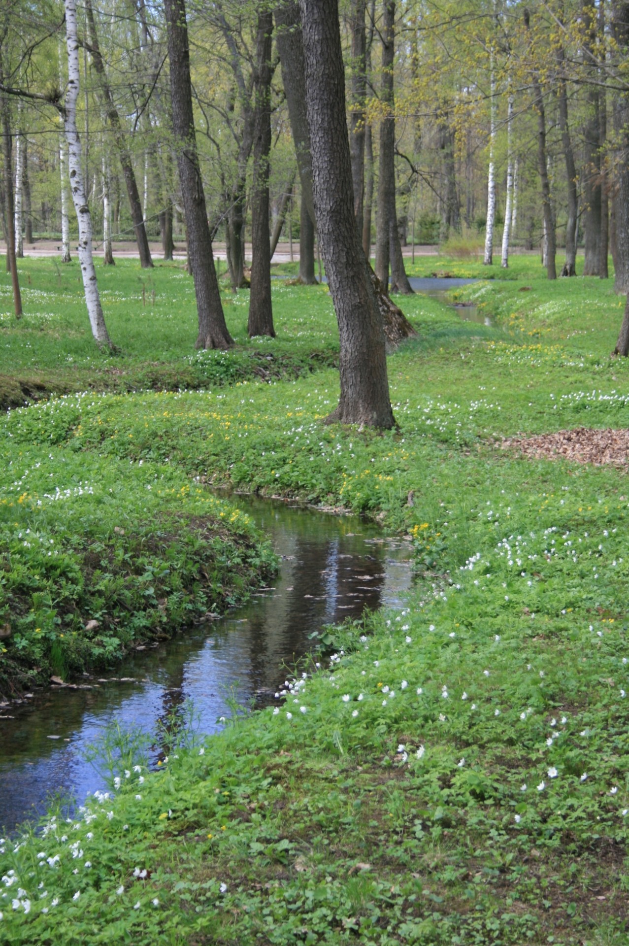 Stream,bright,small,water,woods - free image from 