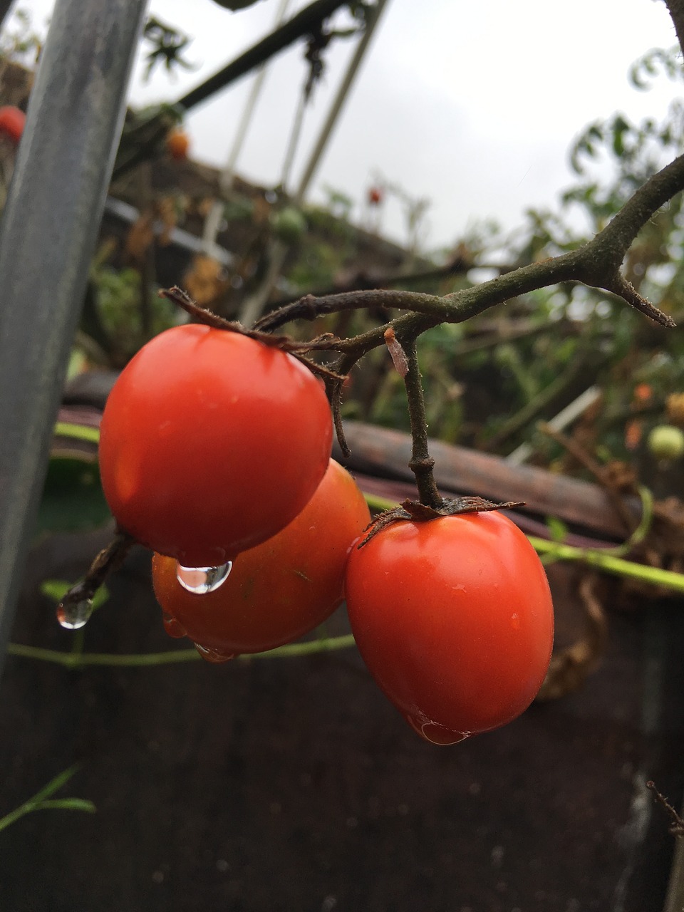 small tomato rain small free photo