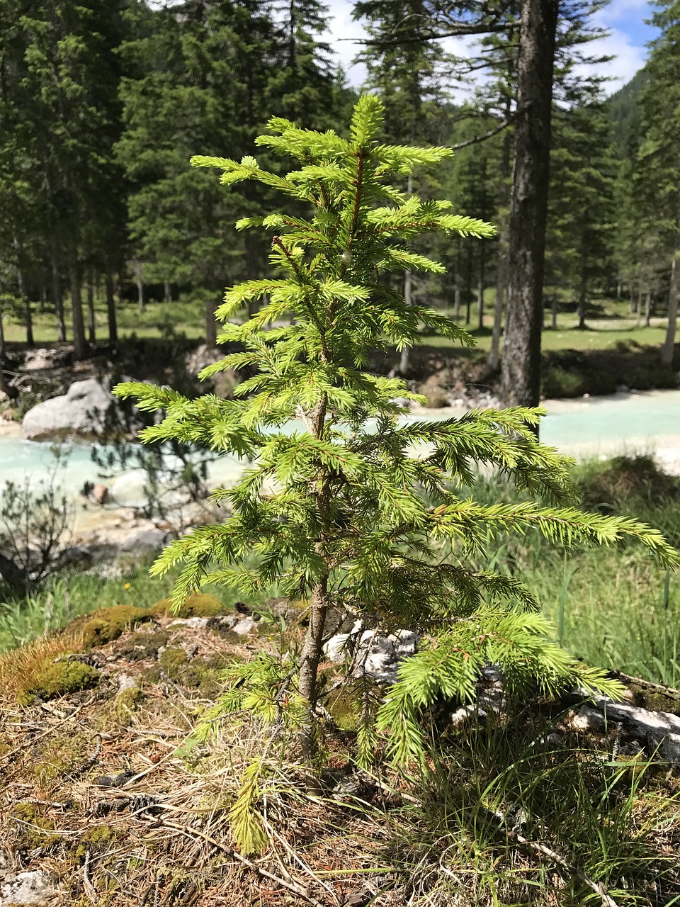 small tree pine the small pine tree free photo