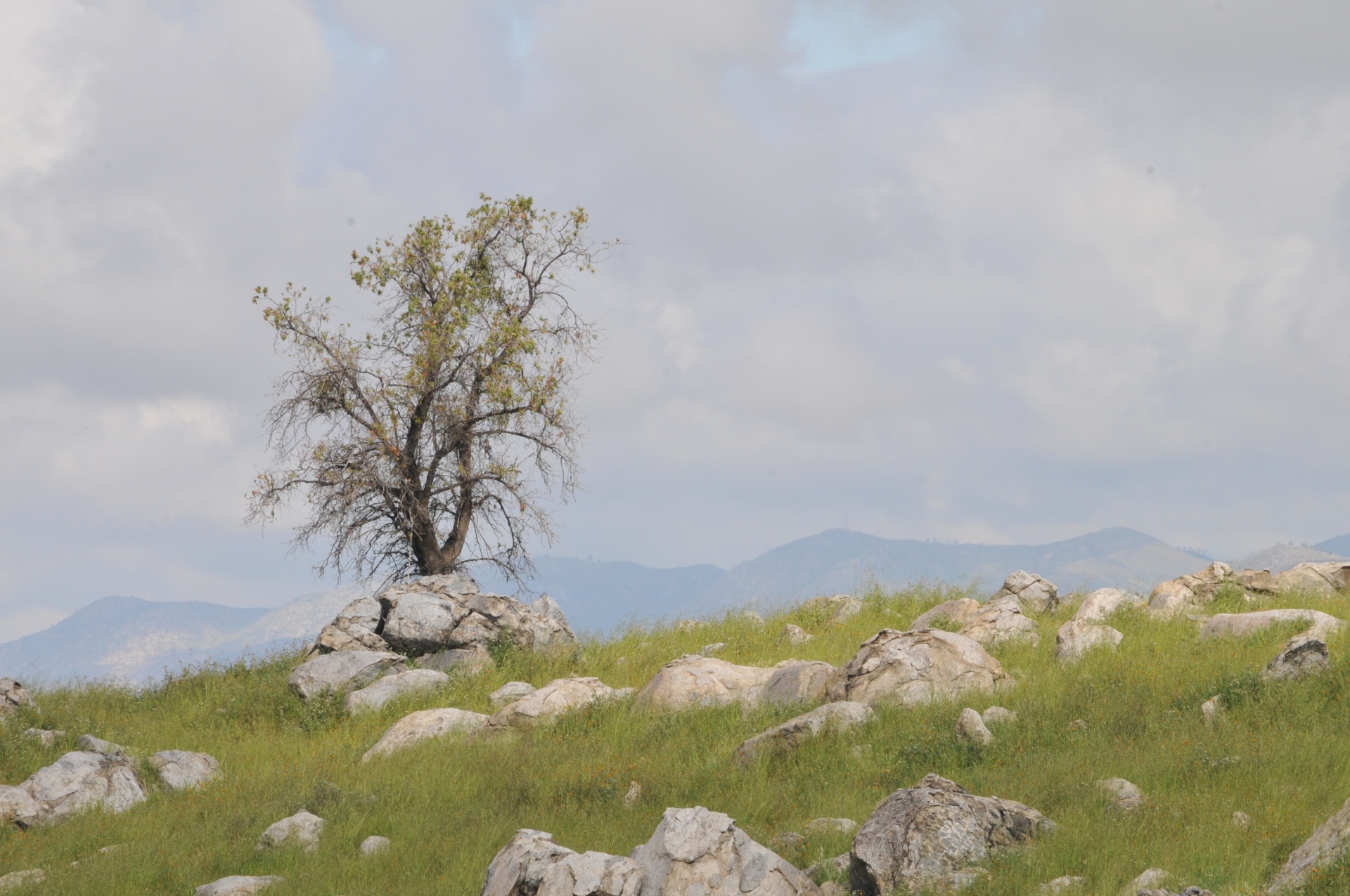 tree rock rocks free photo