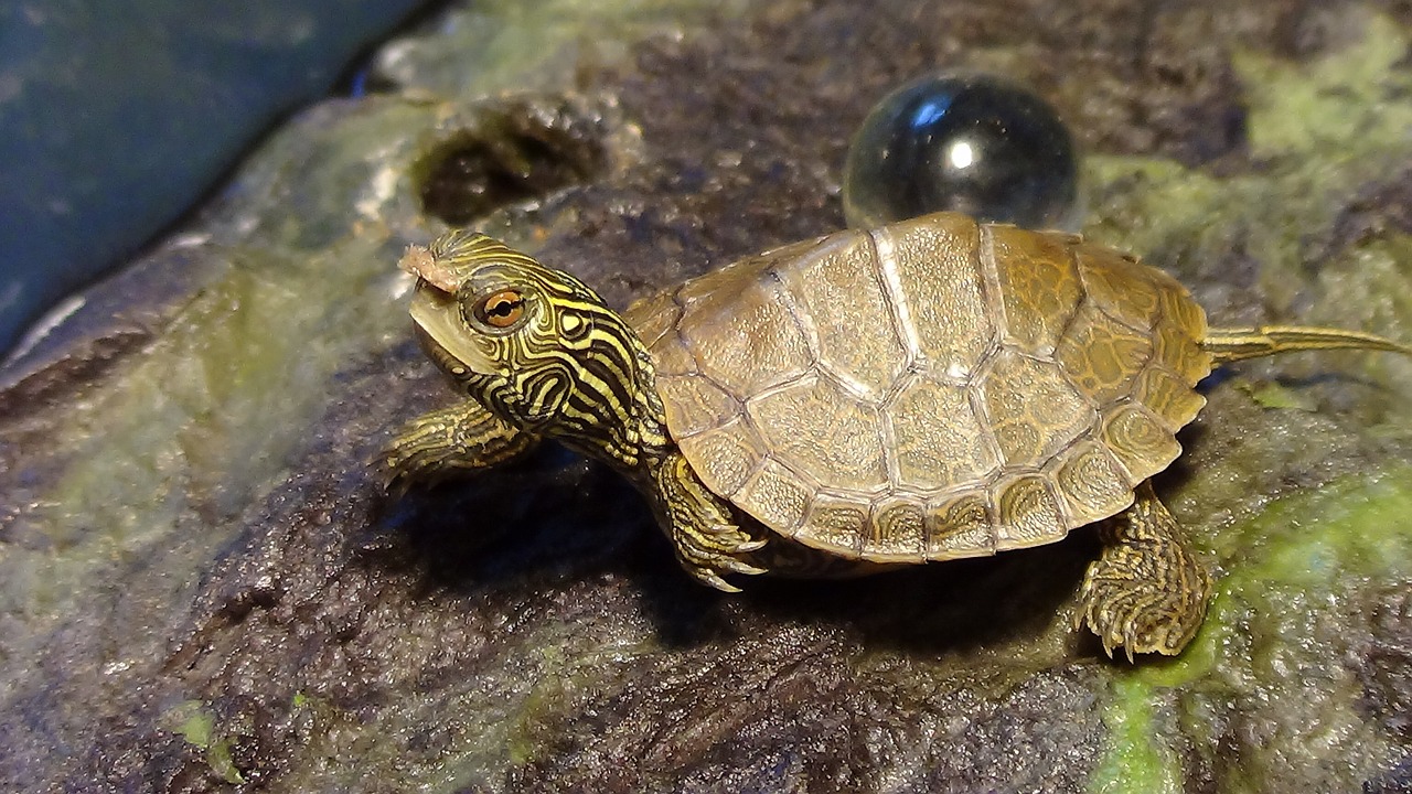 small turtle turtle with food reptile free photo