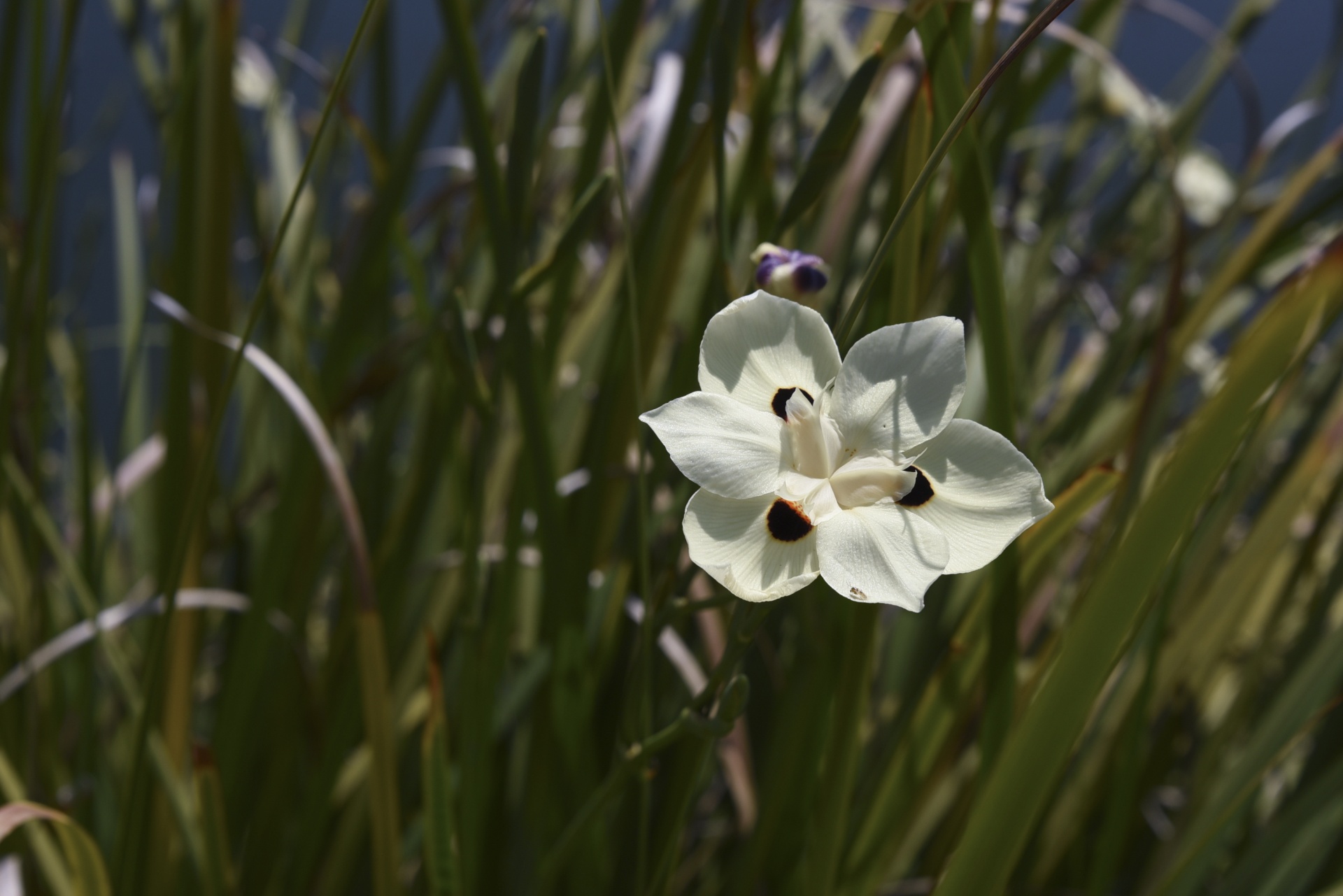 flower white spots free photo