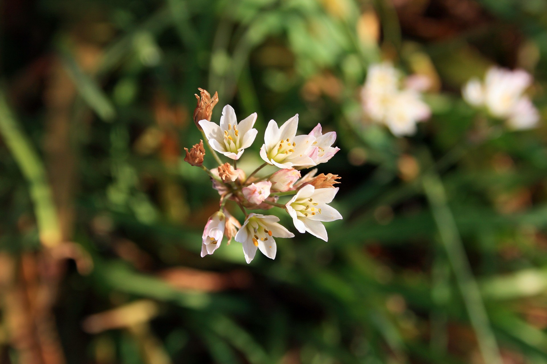 flowers small white free photo