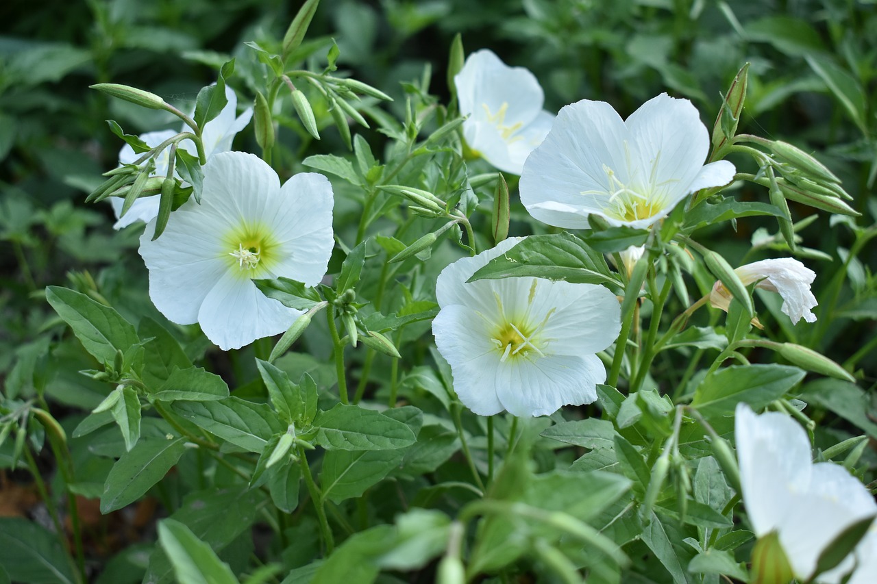 small white flowers flowers plant free photo