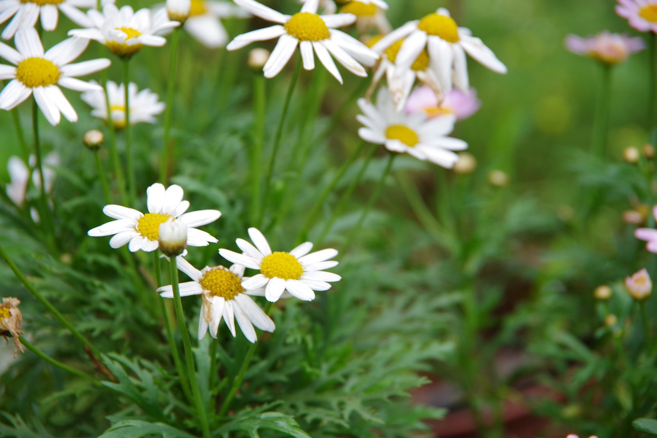 small white flowers xianfeng grass garden corner free photo