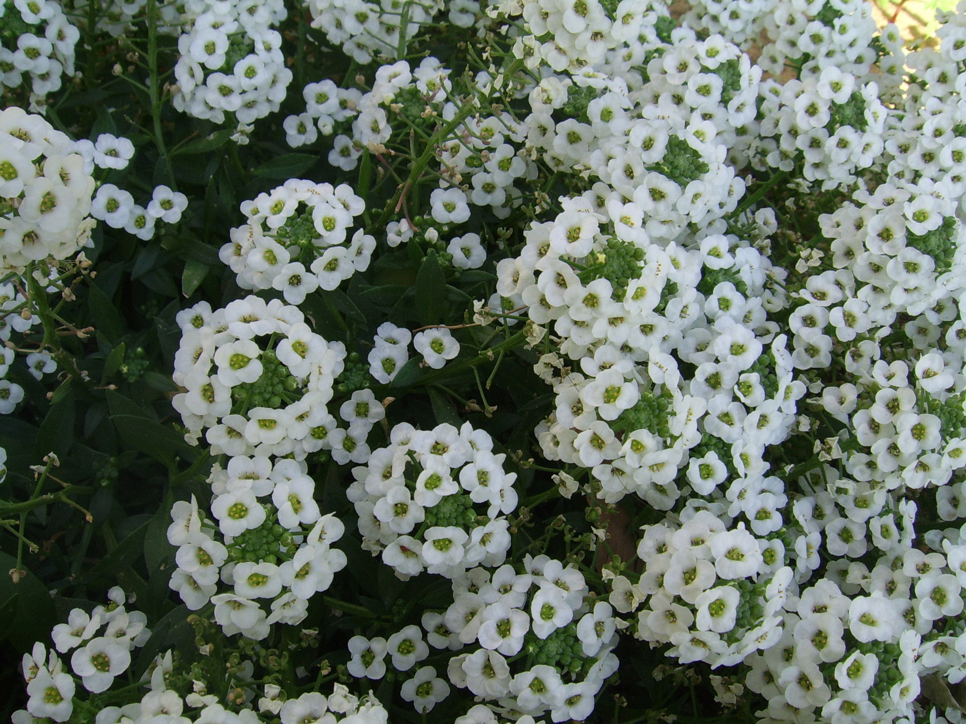 small white flowers free photo