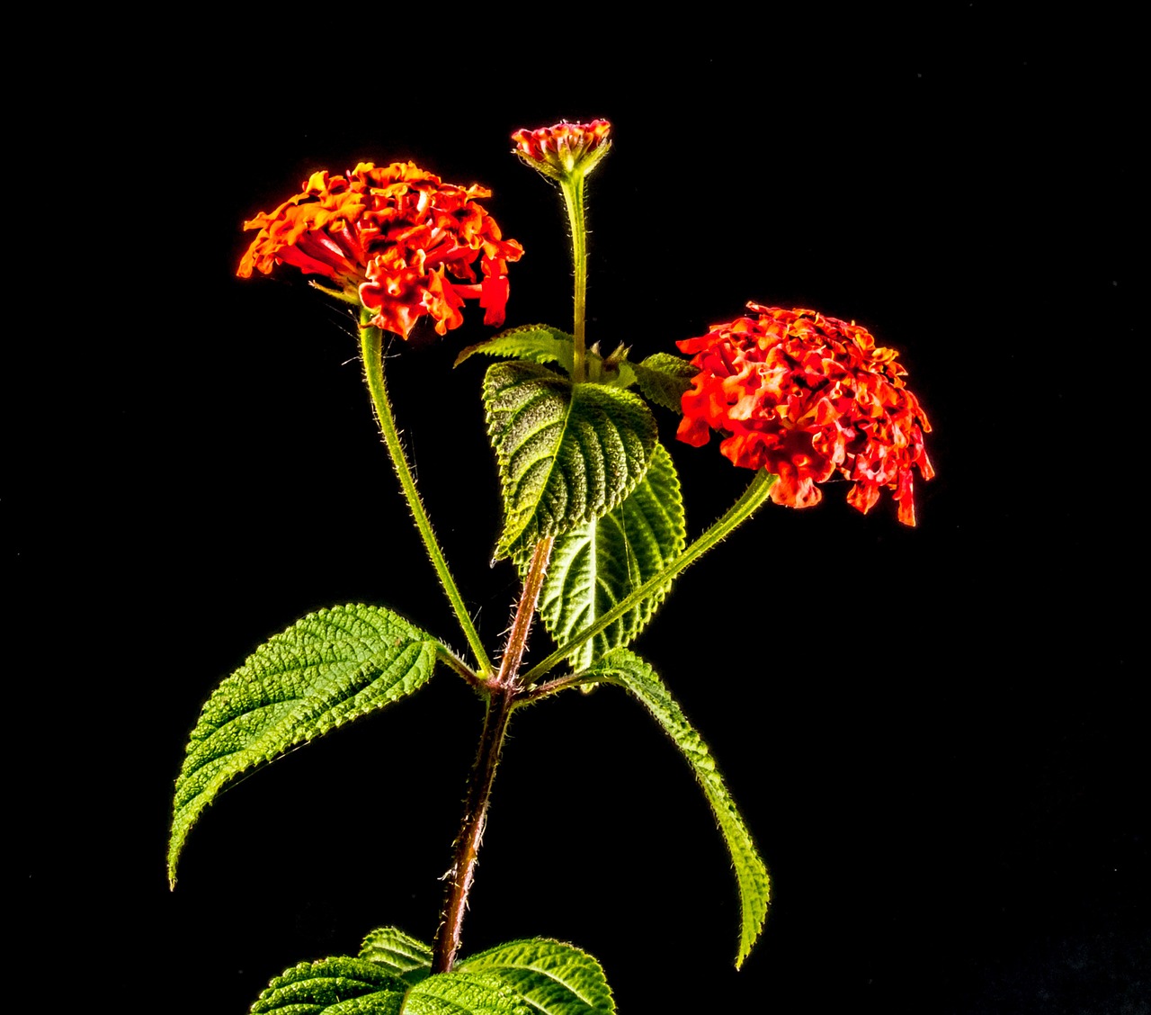 small wiildblume wild plant flower free photo