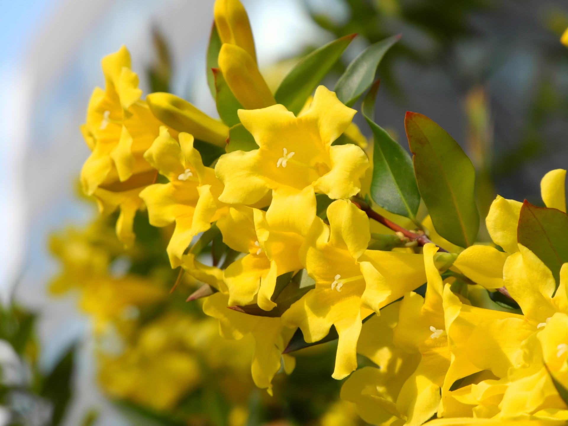 small flower yellow flowers small yellow flowers free photo