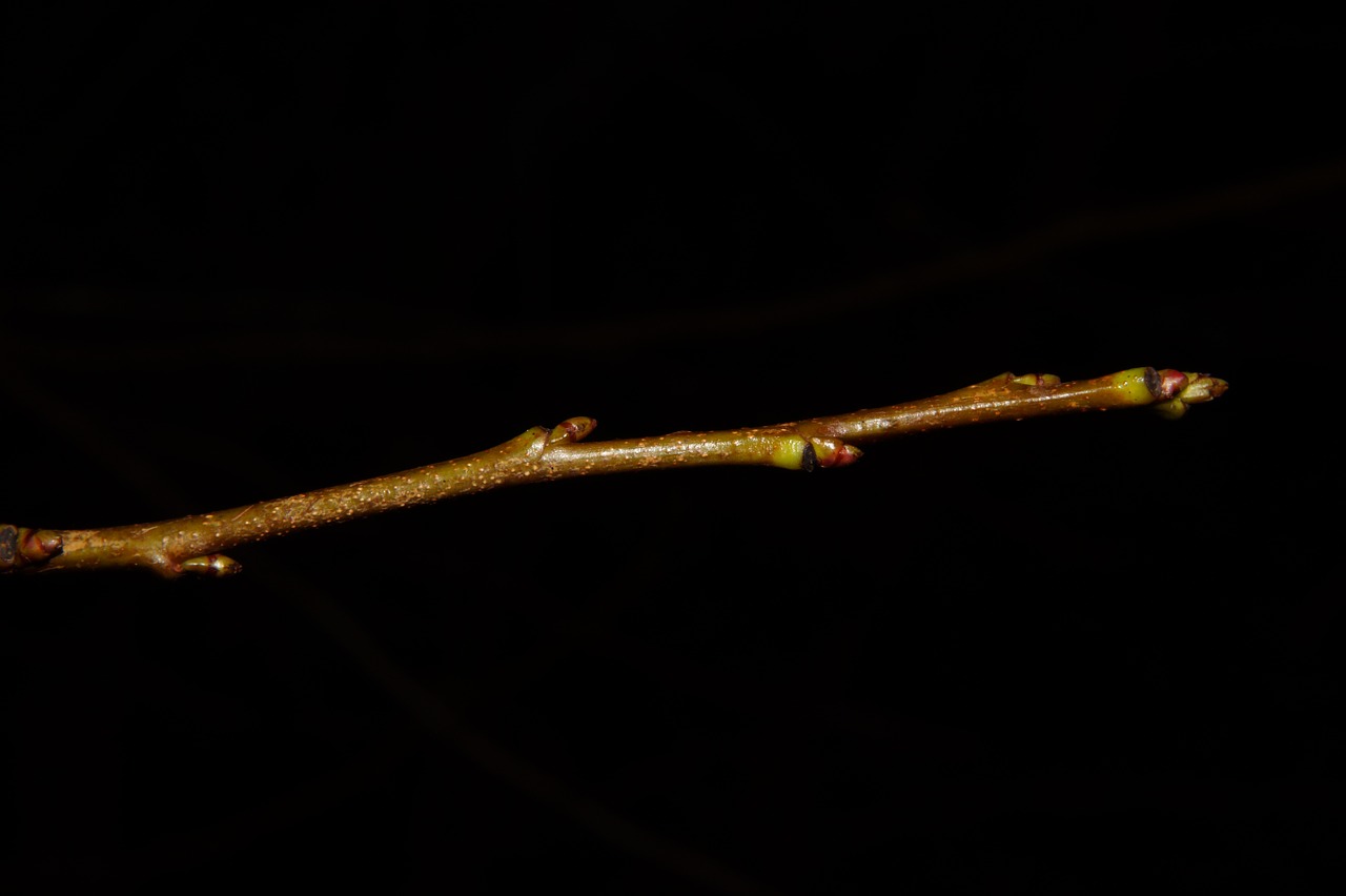 smaller branch branch shoots free photo