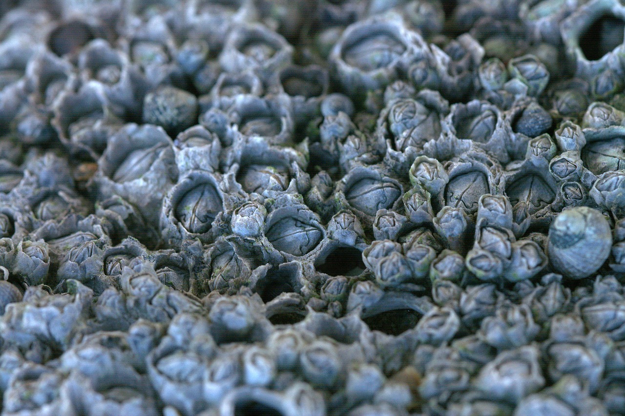 smallpox barnacles rankenfuesser free photo
