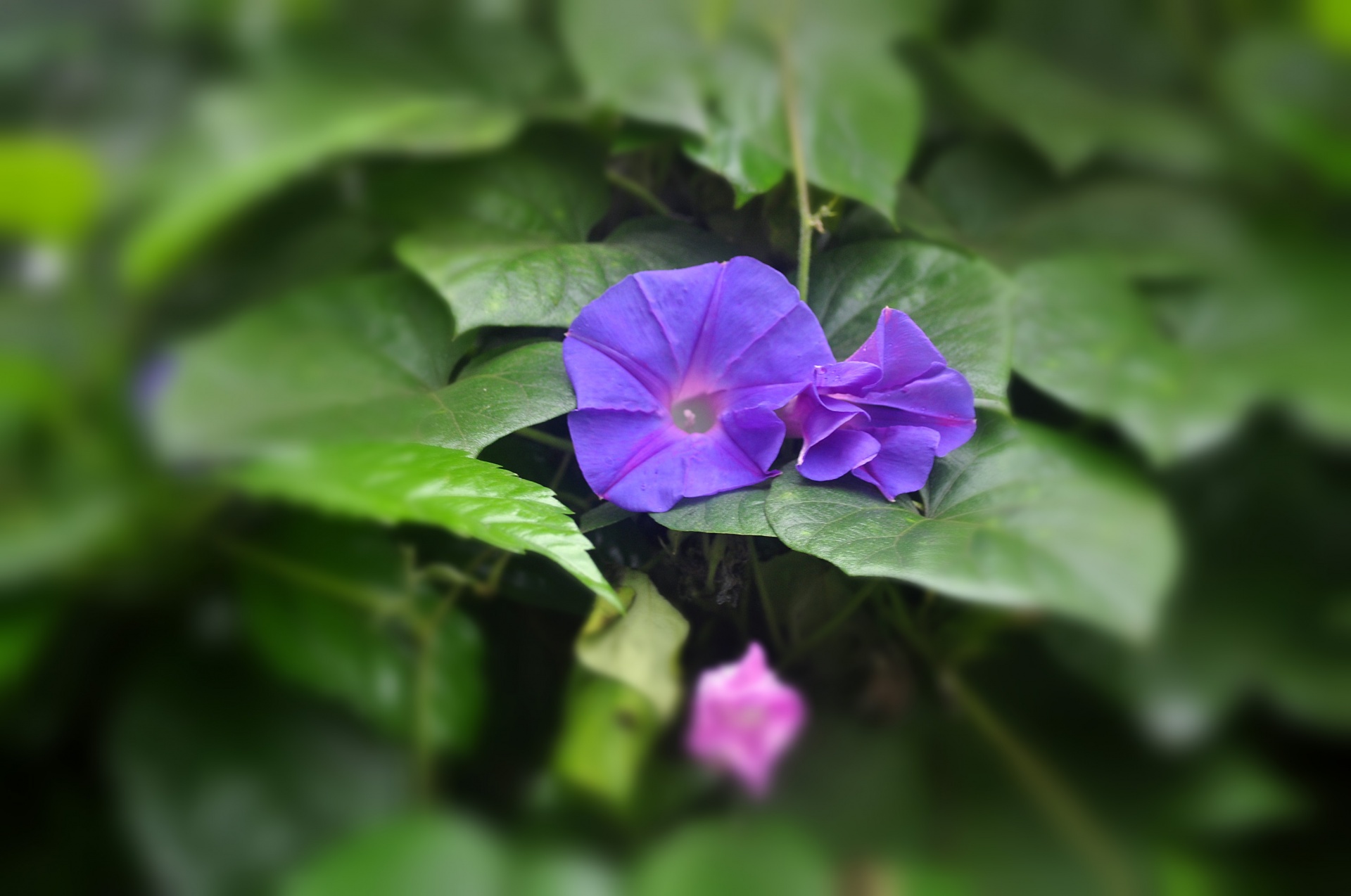 flower leaves nature free photo