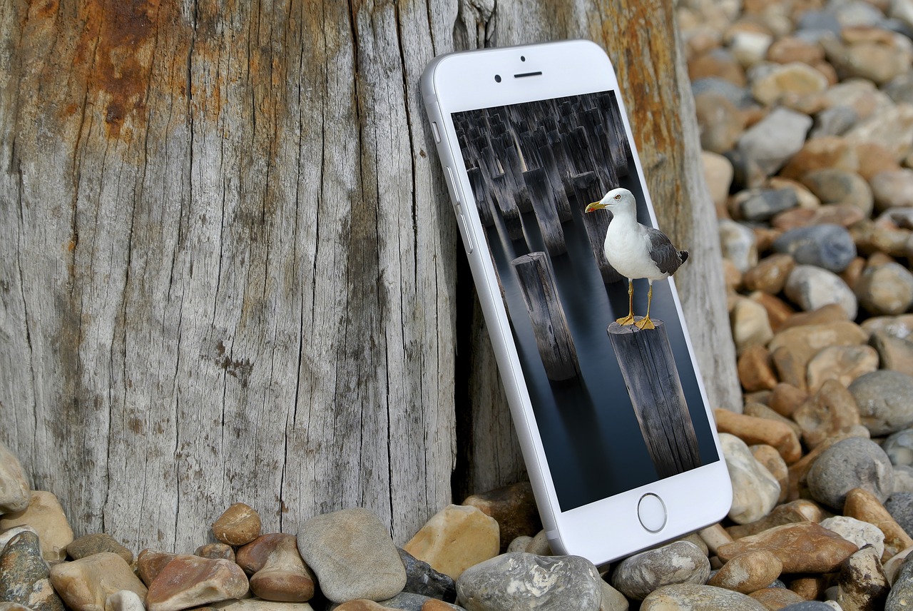 smartphone seagull composing free photo
