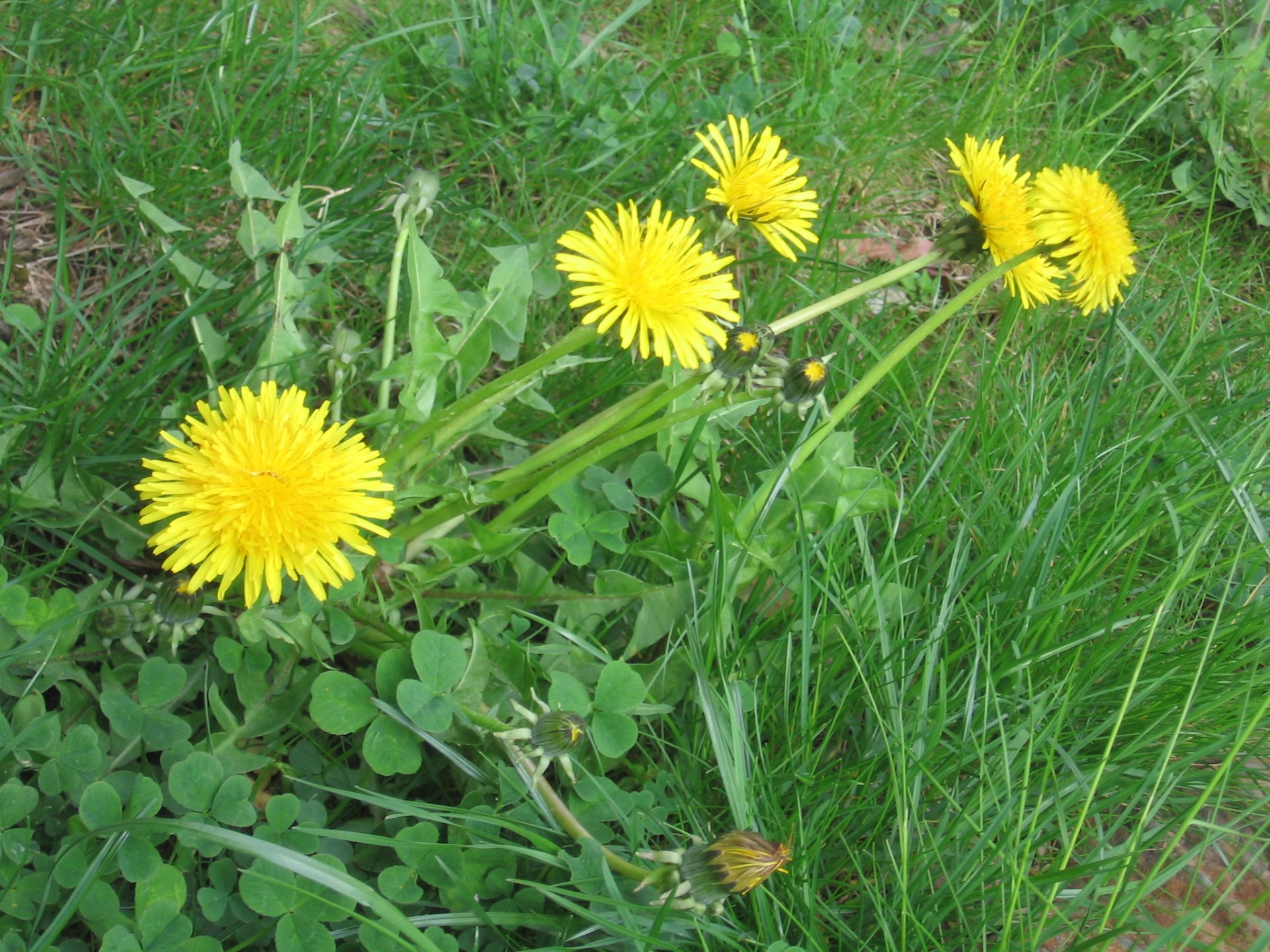 flower dandelion dandelion free photo