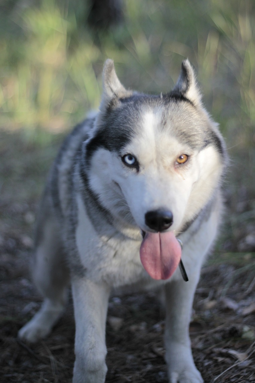 smile different eyes forest free photo