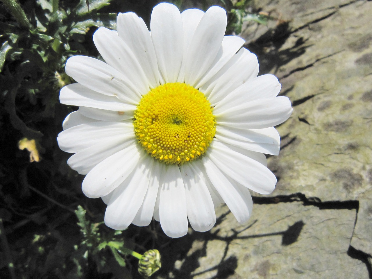 smiley daisy happy free photo