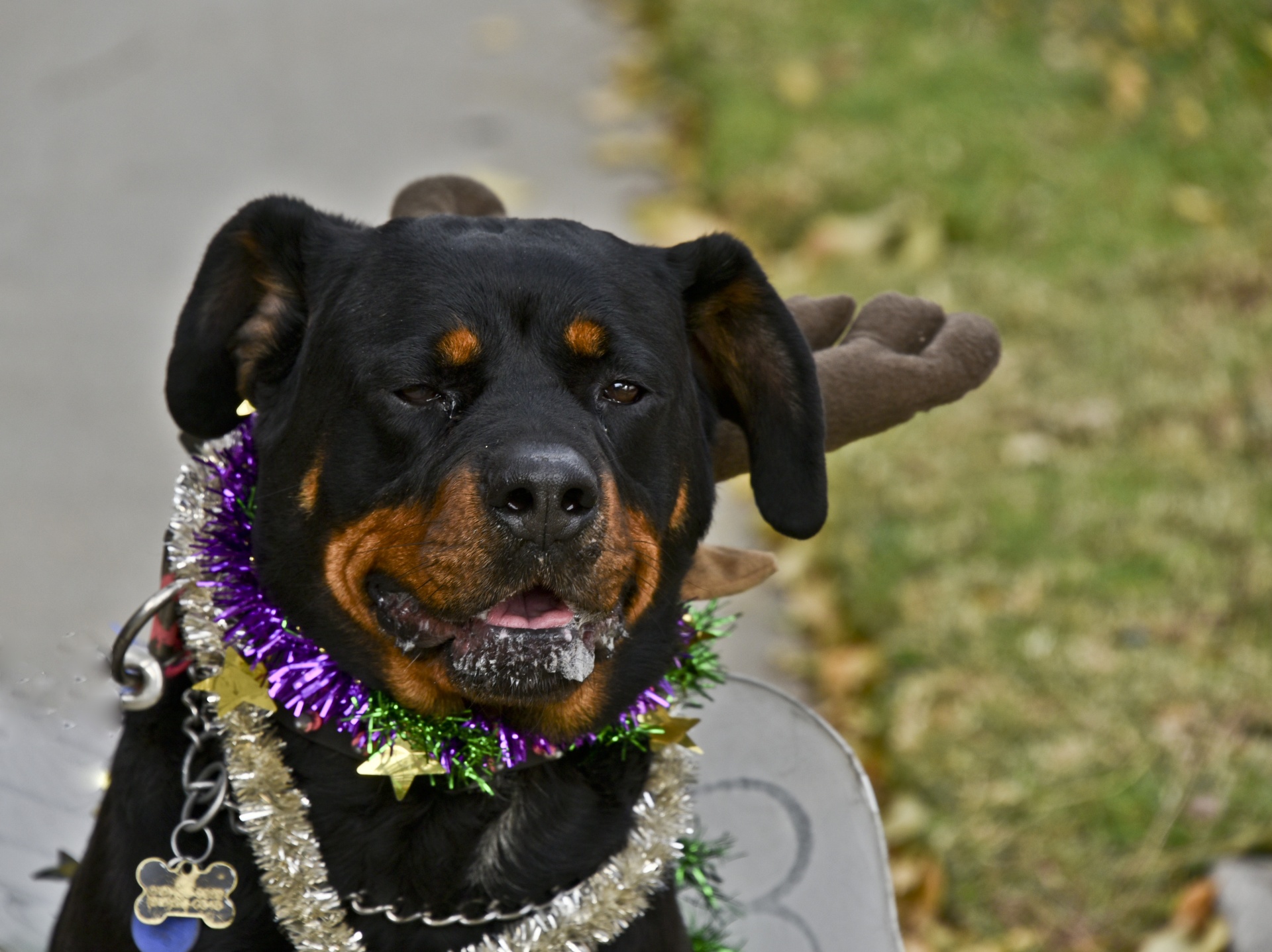 Dog's smile. Смайла собака из фильма.