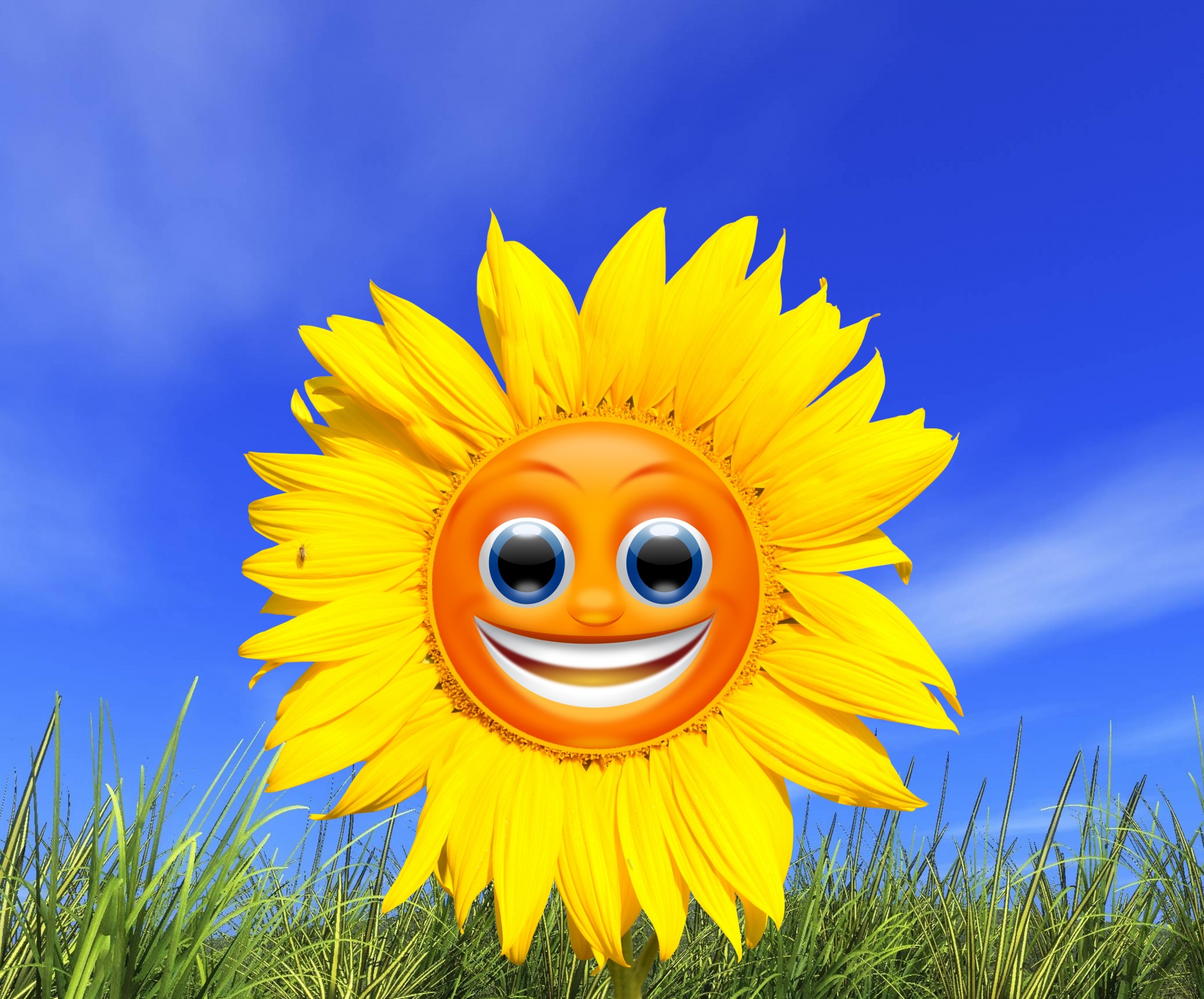 sunflower smiley yellow free photo