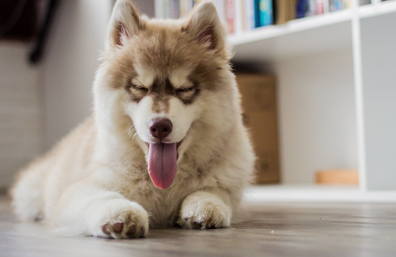 smiling smile husky free photo