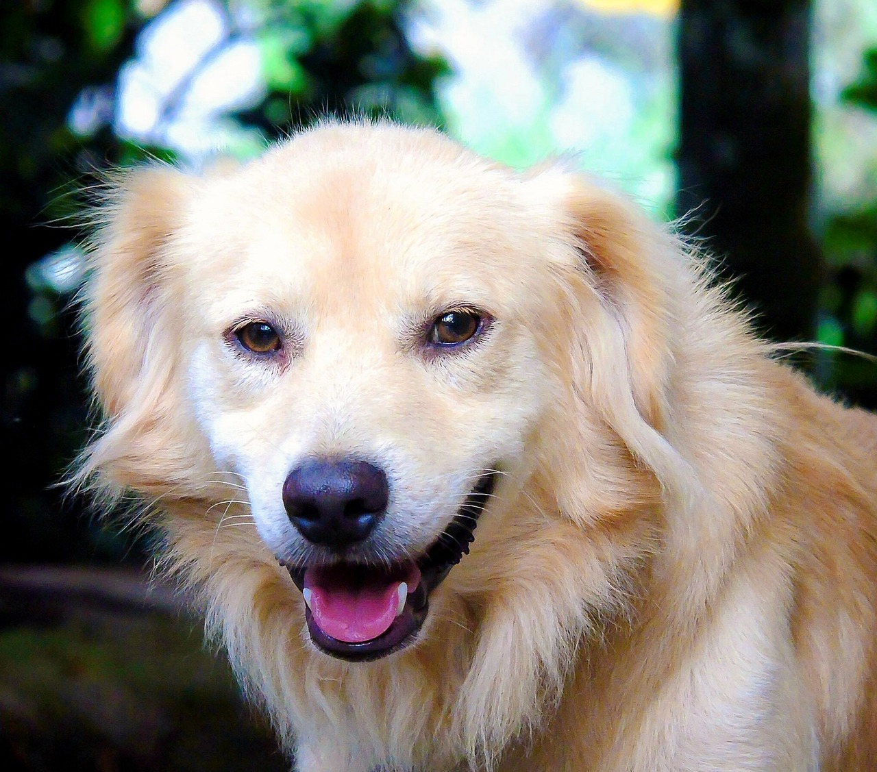 smiling dog portrait cute free photo