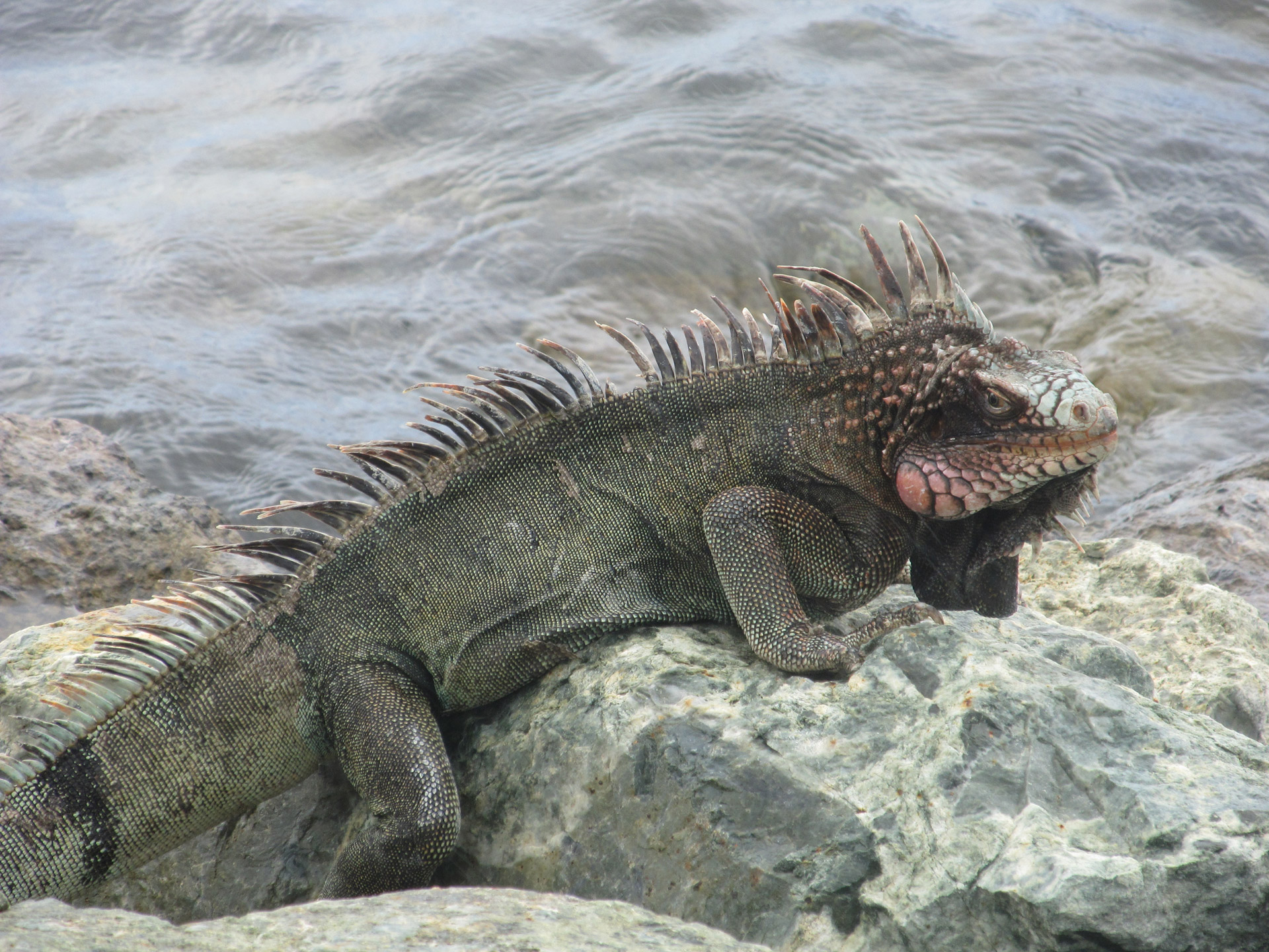 marine iguana lizard free photo