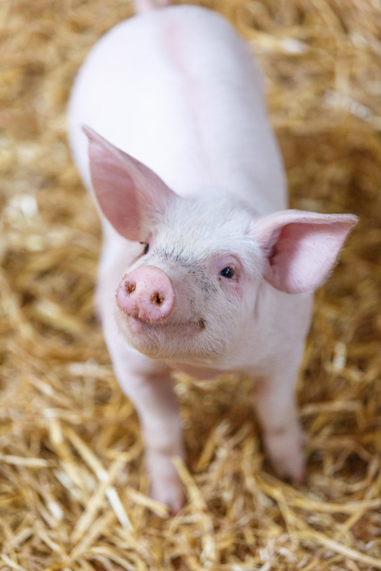 agriculture animal barn free photo