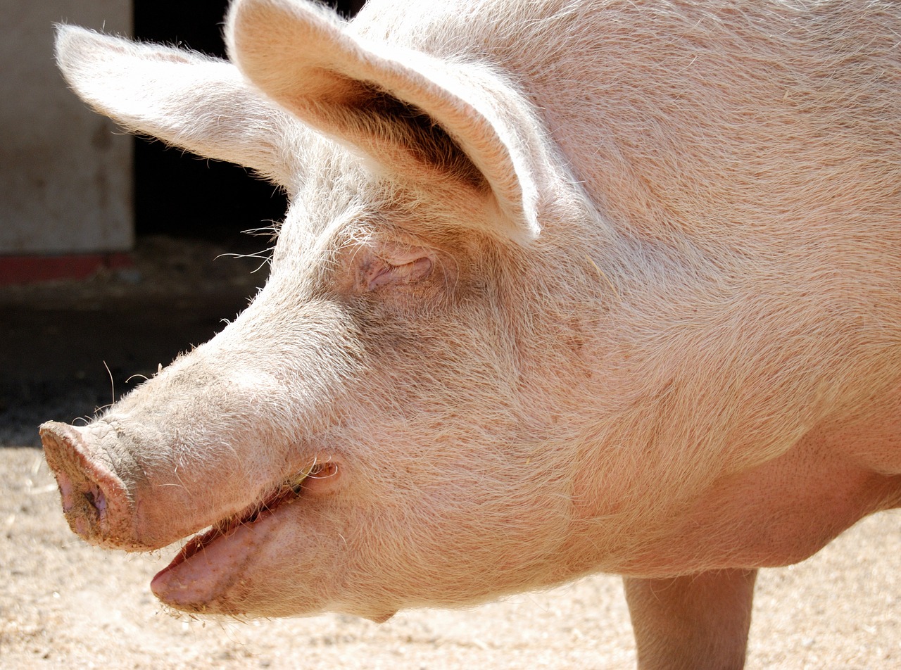smiling piggy saved from slaughter she enjoys her life on the farm free photo