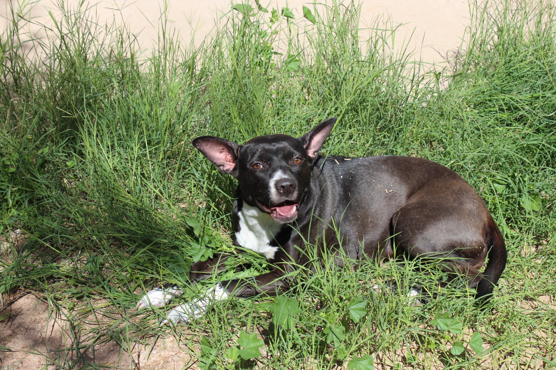 dog grass smile free photo