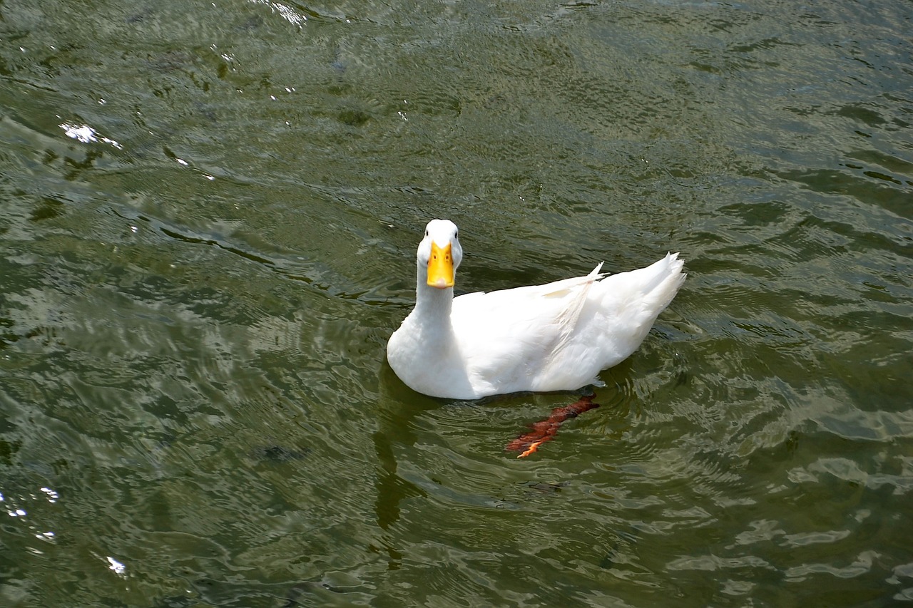 smiling texan duck happy love free photo