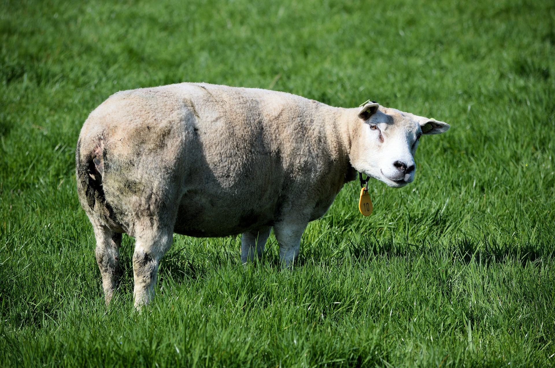 sheep smiling farm free photo