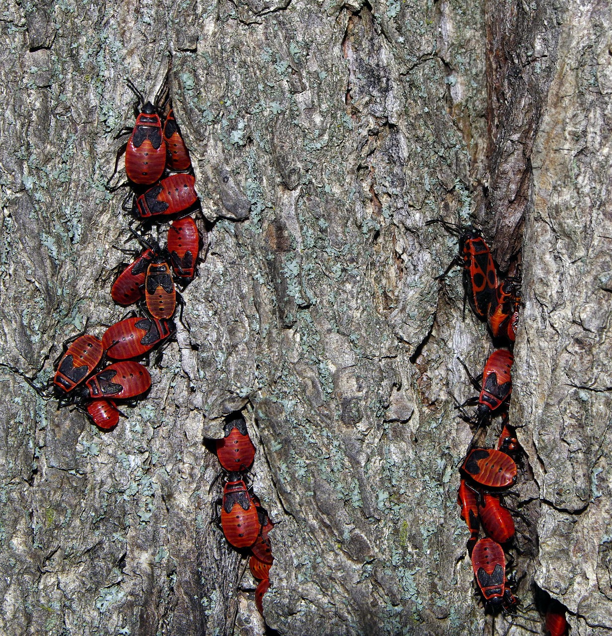 smith wingless insect red free photo