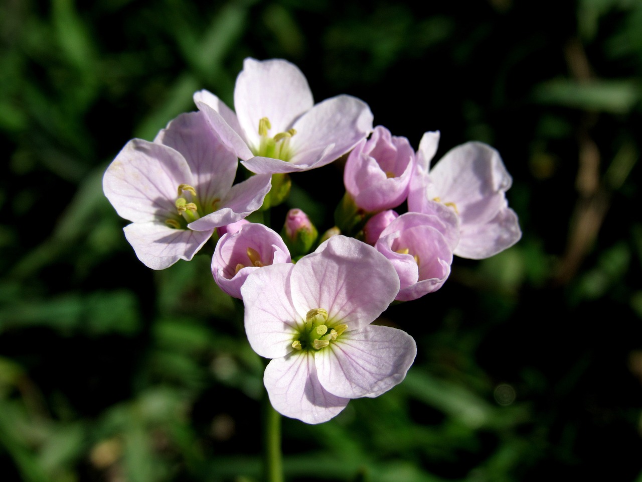 smock wild herb salad flower free photo