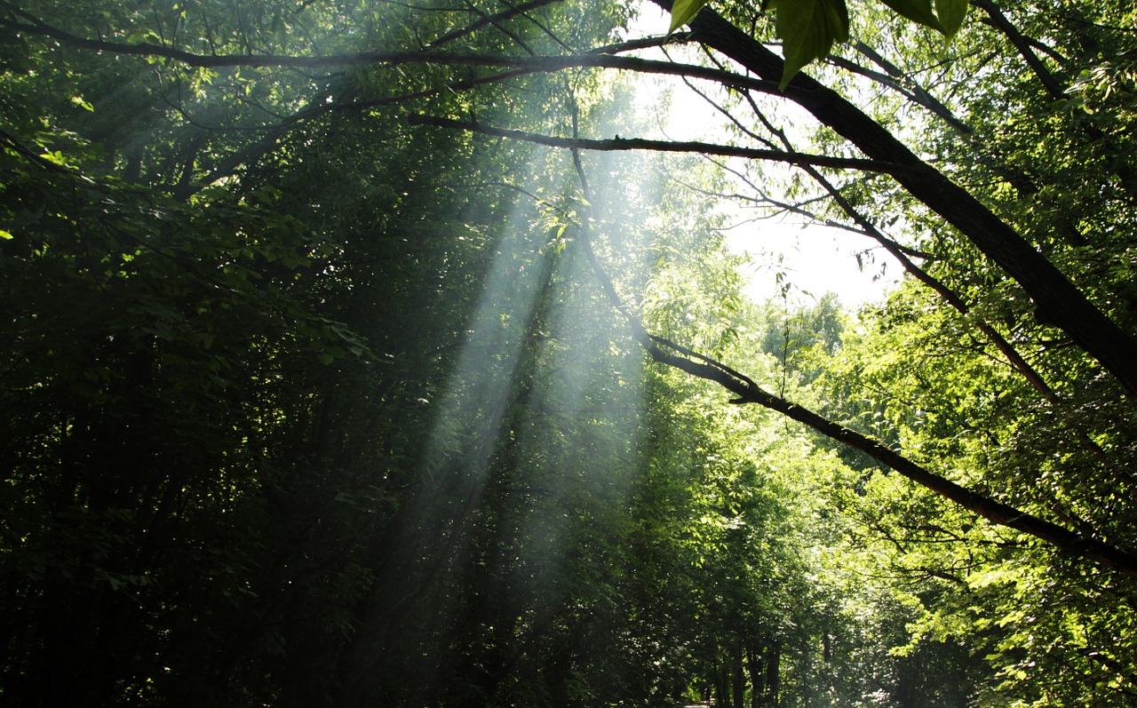 smoke forest the sun's rays free photo