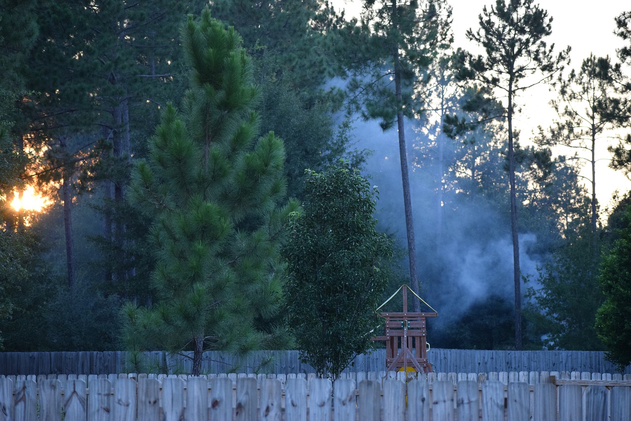 smoke  nature  tree free photo