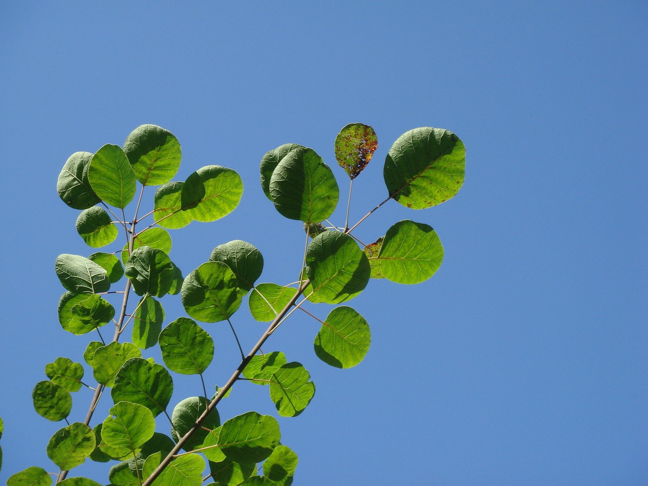 smoketree common smoketree blue sky free photo