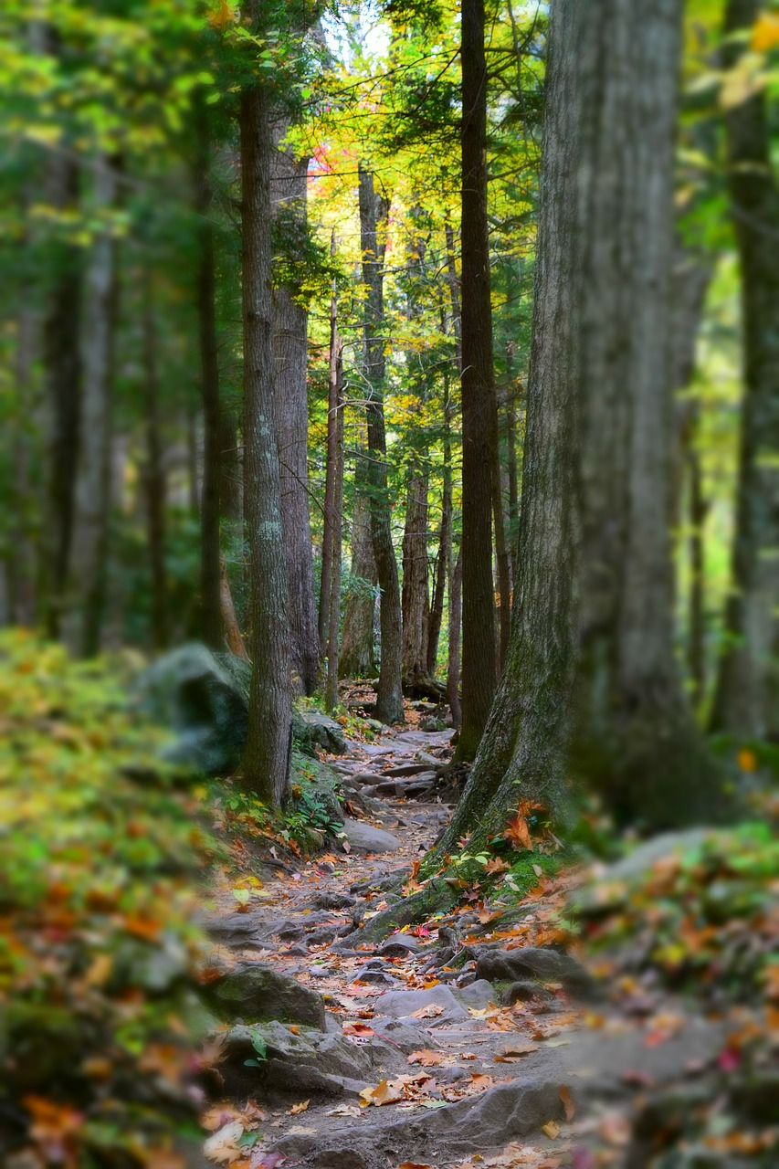 smokey mountains  hiking  fall free photo