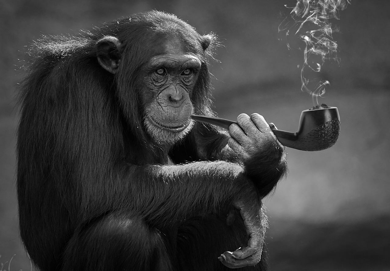 smoking  monkey  primate free photo