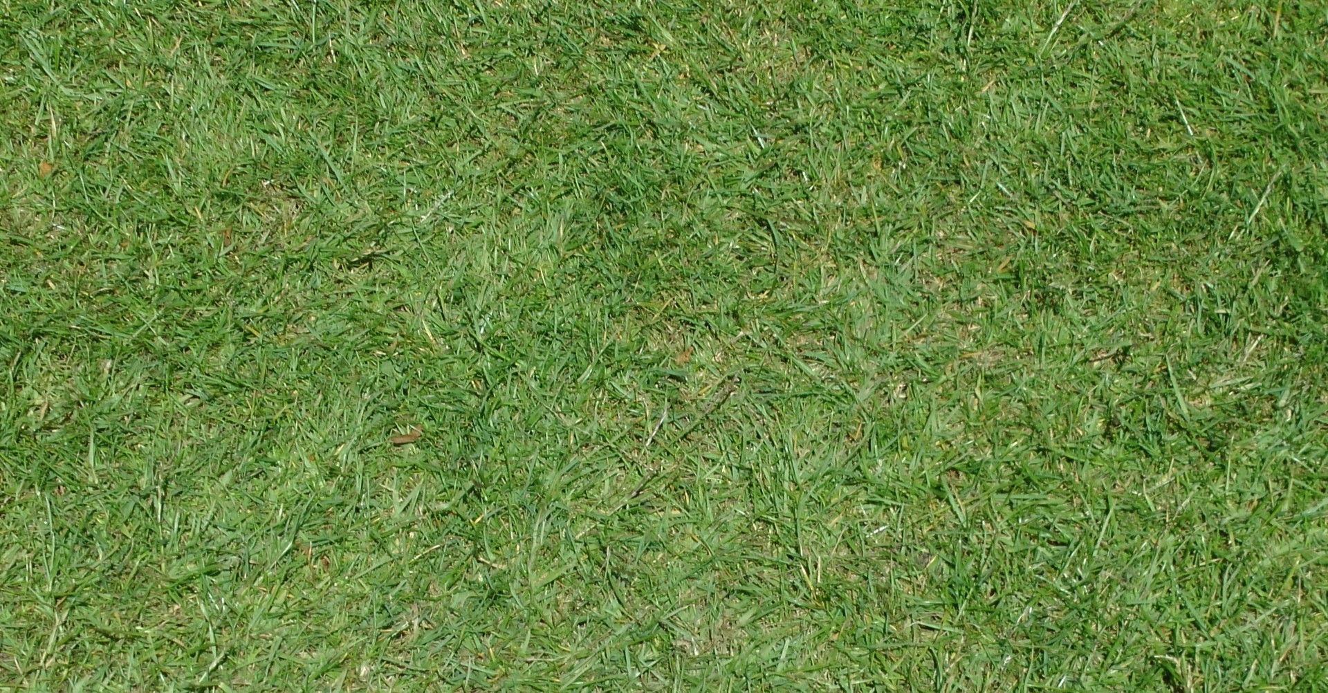 background smooth grass background grass free photo
