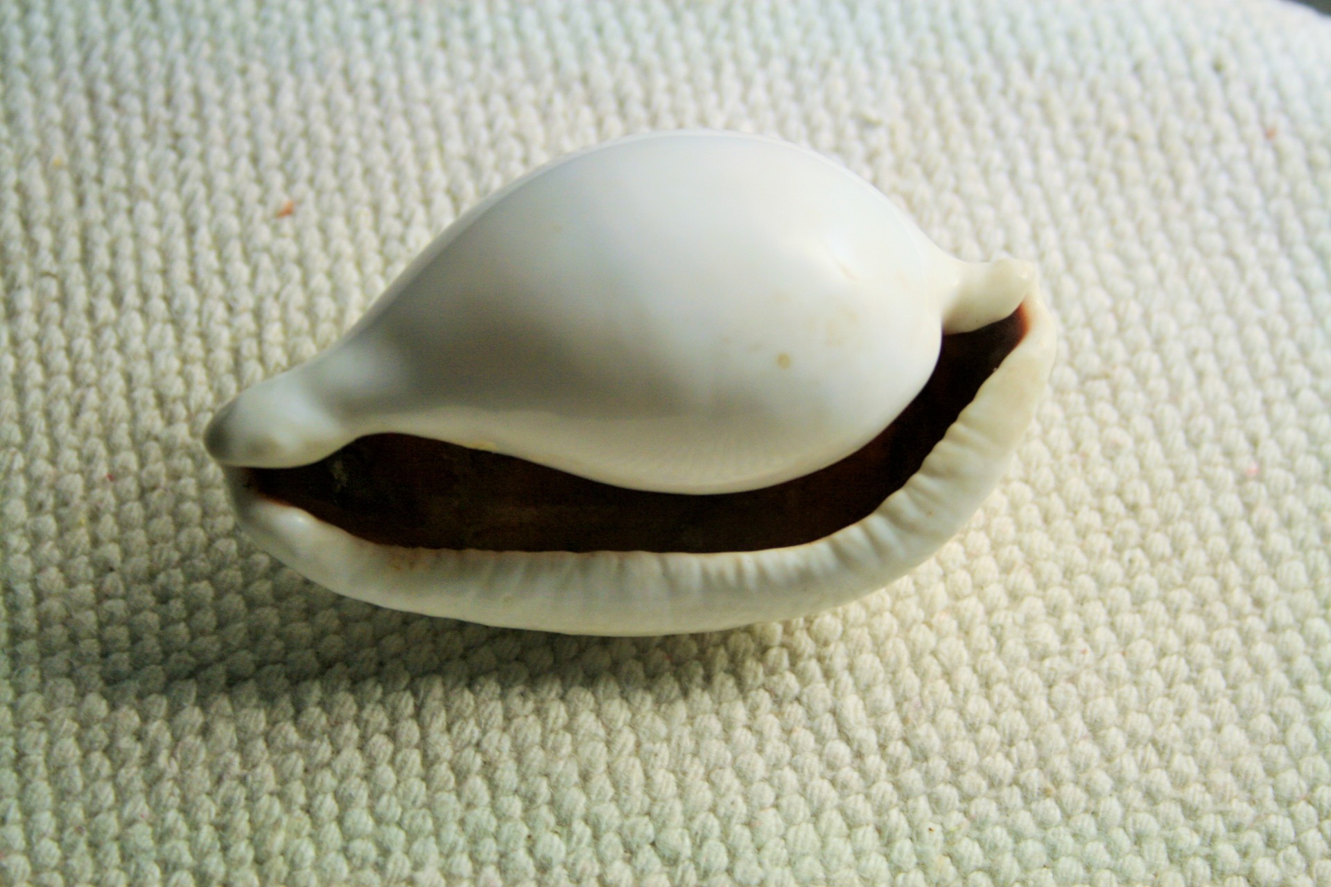 shells sea cowrie free photo