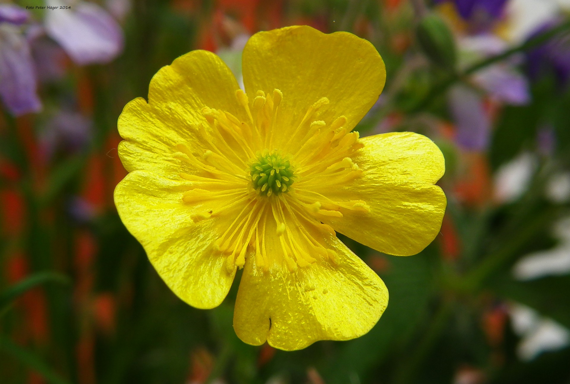 flower yellow flowers yellow free photo