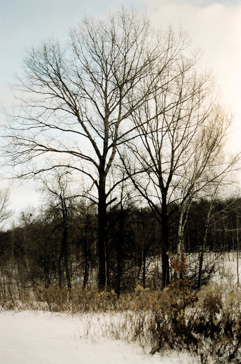 tree winter lublin free photo