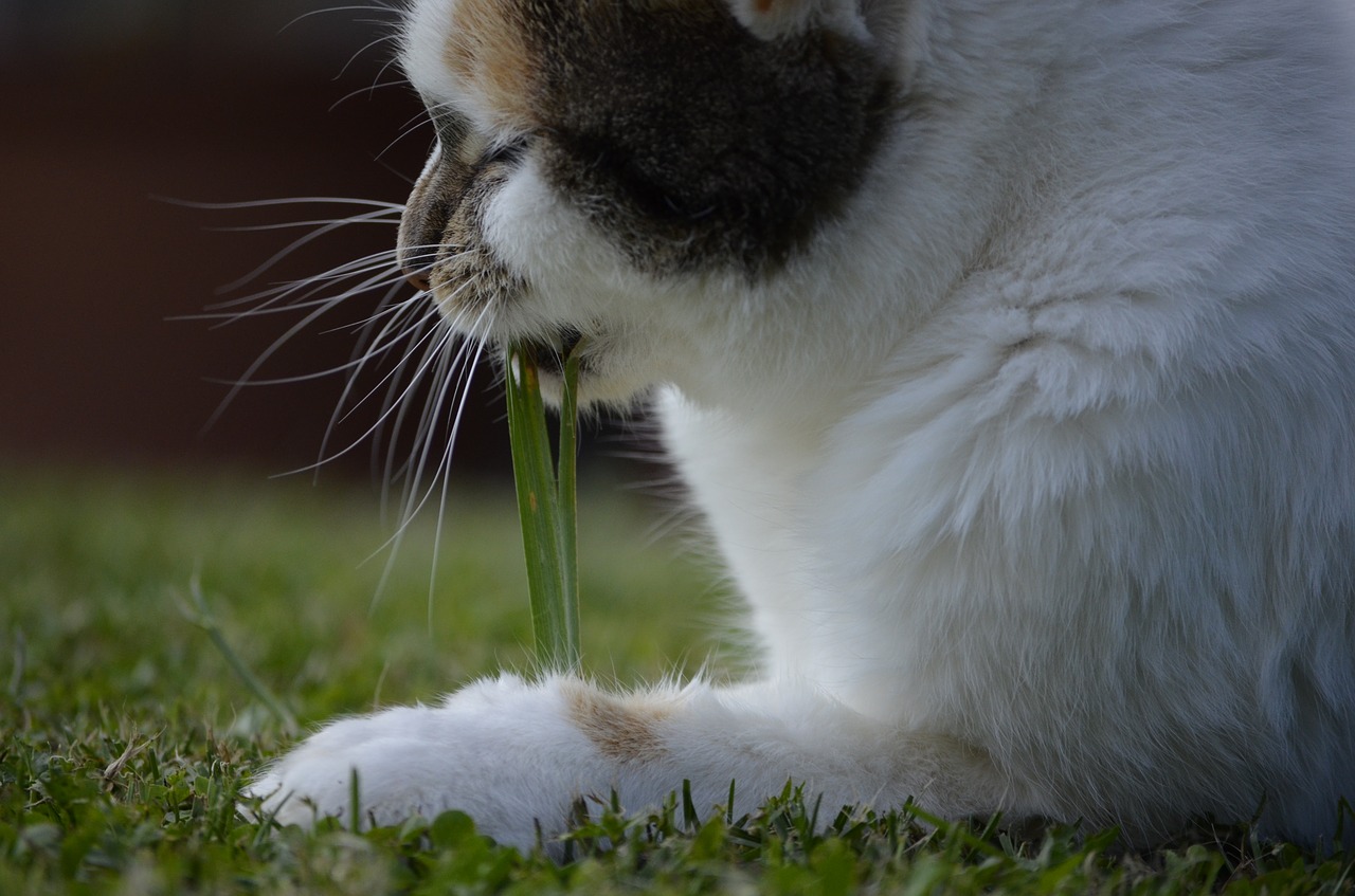 snack grass eat free photo