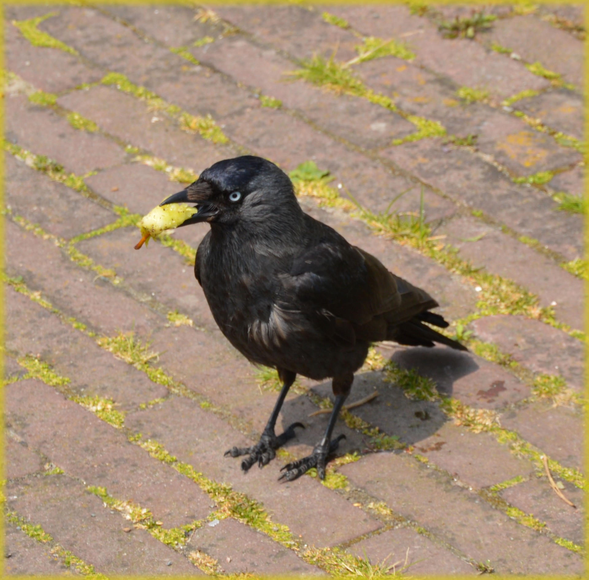 bird crow animal free photo