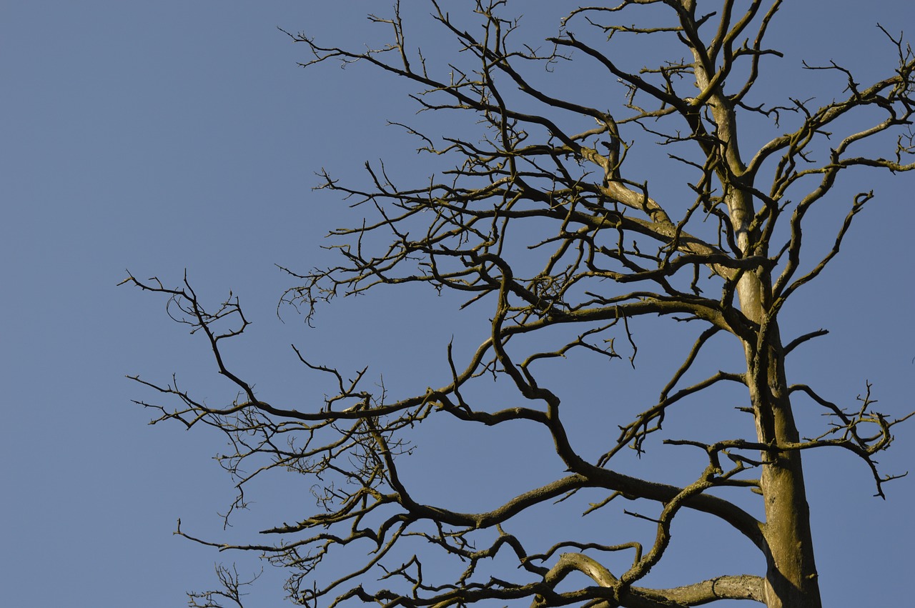 snag branches sky free photo