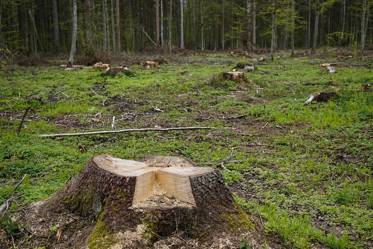 snagit trunk cut down a tree free photo
