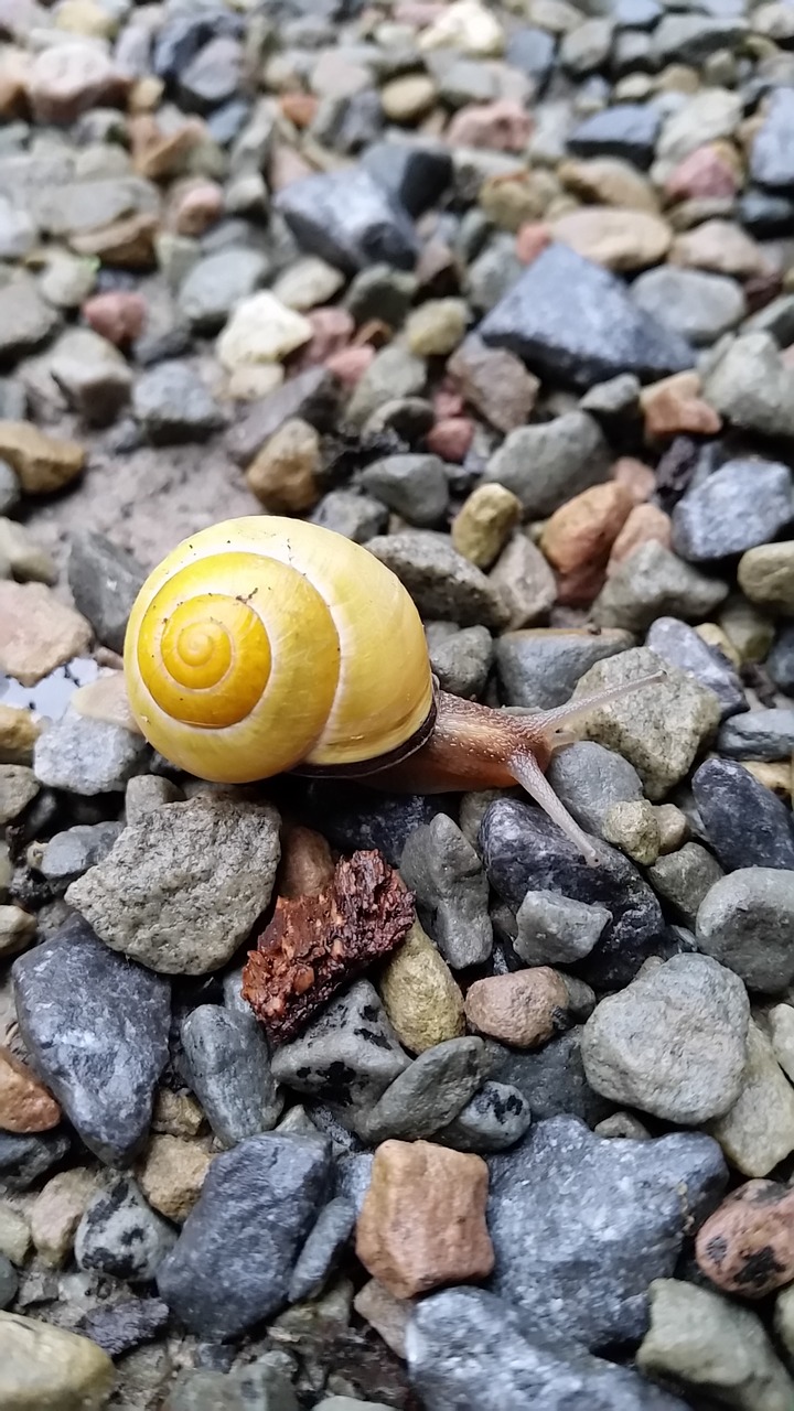 snail gravel awareness free photo